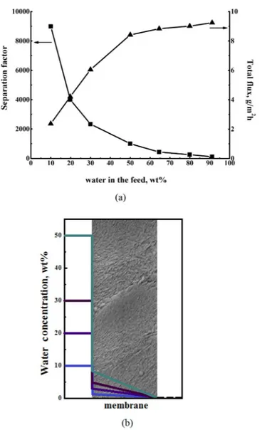 Figure 4.  The dependence of separation factor and total flux on the feed composition in pervaporation of  water–isopropanol (a) and the calculated concentration profile of water through the PAIU membrane (b).