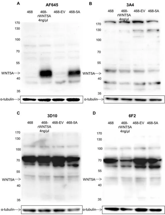 Fig. 2. Assessment of IHC using reducing western blot analysis. A) WNT5A was detected at 43 kDa in MDA-MB468 cell lysate supplemented with 4 ng/µl of rWNT5A and MDA-MB468 cells transfected with a WNT5A-containing vector, with the polyclonal AF645 antibody