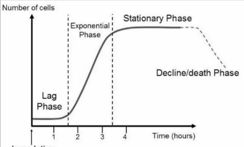 Figure 2: A schematic picture of the cell’s life cycle in batch culture. The time for the  different phases is not representative for the bacterium used in this project