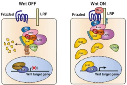 Figure 4. WNT/β-catenin signaling. Reprinted from Cell; Vol 149, Issue 6,  1245-1256, 2012; Vivian S.W