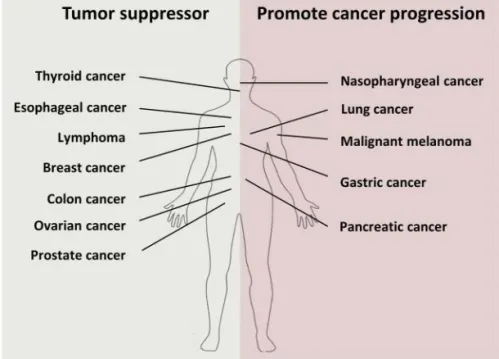 Figure 6. WNT5A as a cancer suppressor and a cancer promoter. Taken  from Linnskog R (2014) (103).