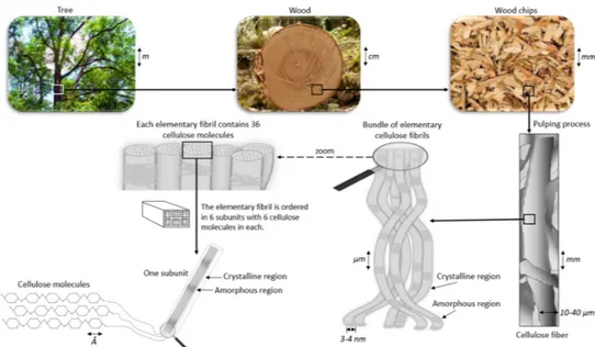 Figure 2. Illustration of nanocellulose. The cellulose fiber consists of crystalline and non-crystalline  regions