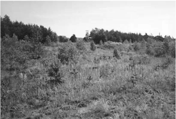 Figure 176. Forests in Silesia have been damaged by salt water  being pumped out of coal mines