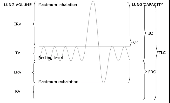 Fig.  1.  Lung  volumes  and  lung  capacities.  Lung  volumes:  IRV  –  inspiratory  reserve  volume,  TV  –  tidal  volume, ERV – expiratory reserve volume, RV – residual volume