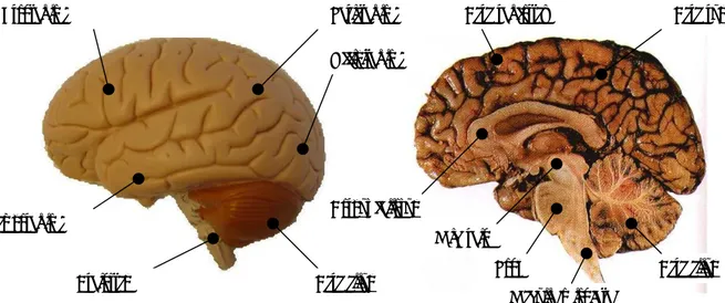 Figure 1   The different parts of the human brain. Parietal lobeOccipital lobeCerebellumTemporal lobe Brainstem  Cerebral cortex CerebellumCorpus callosumMidbrainPonsMedulla oblongata  CerebrumFrontal lobe 