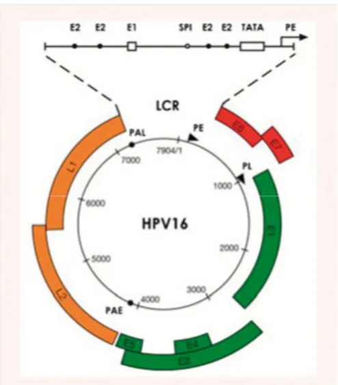 Figure 1. Papillomavirus Genome  Organisation. Reprinted from Doorbar J, 