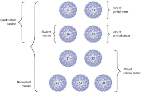 Figure 3. HPV VLP types in the three HPV vaccines. Reprinted from Schiller JT,  Muller M