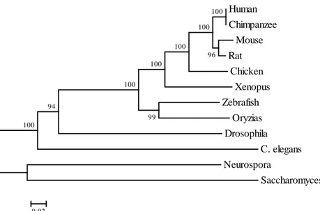 Figure  1.  Evolutionary  relationship  of  Sirt1  between  species.  The  evolutionary  history  was inferred using the Neighbor-Joining method