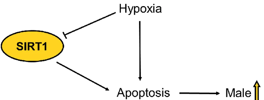 Figure 3. Possible link between SIRT1 and male sex ratio. Hypoxia has been shown to  cause an increase of male sex ratio thru increased apoptosis (Shang et al