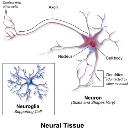 Figure 1: An image of nerve tissue. Source [1] @2014 by Blausen.com staff, used with permission