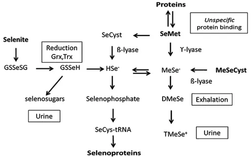 Fig. 1 Biotransformation of selenite and seleno-amino acids to selenide, selenoproteins and excretable metabolites