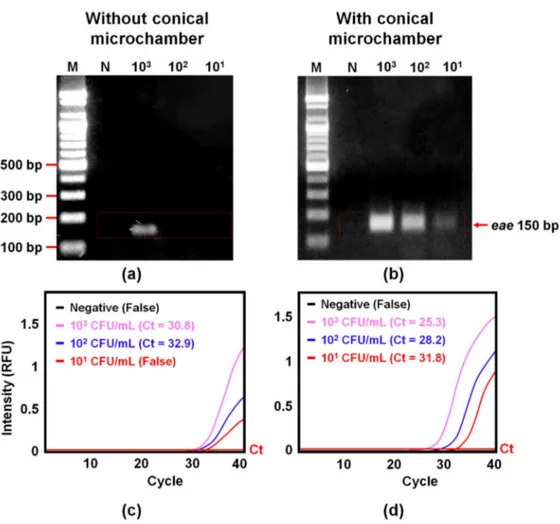 Figure 6. Confirmation of E. coli O157:H7 preconcentration and gDNA extraction efficiency using either PCR with gel electrophoresis (a and b) or qPCR (c and d) on the W-shaped microchannel with and without the conical microchamber