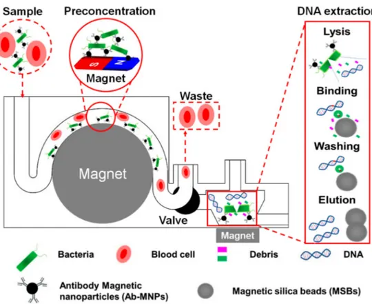 Figure 1. Schematic describing preconcentrating bacteria and purifying bacterial genomic DNA in blood using 3DpmµFD