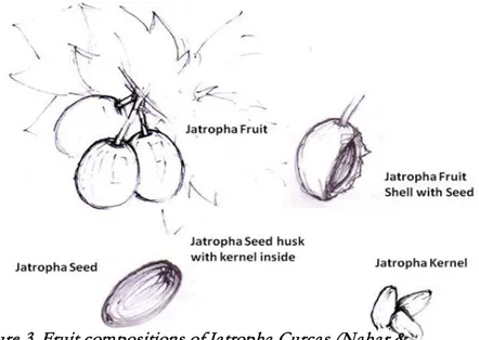 Figure 3. Fruit compositions of Jatropha Curcas (Nahar &amp; 