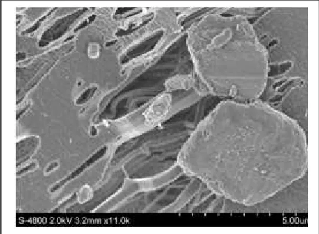 Fig. 6.  Image  of  fine  particles  collected  in  the  brake  pad  filter  on  the  second  run; 