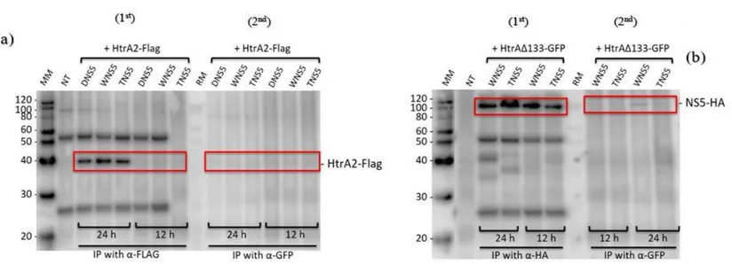 Fig 7. Above both membranes were detected with rabbit anti-GFP. On the left side of membrane fig.(7A 1st ) there was no NS5-YFP  bands detected while the right side of membrane fig