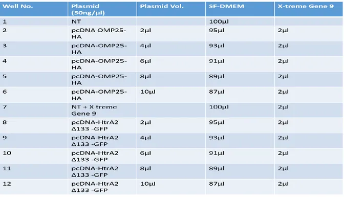 Table 1. The first Transfection plan.  Abbreviations: NT (not transfected), SF-DMEM (serum free medium)