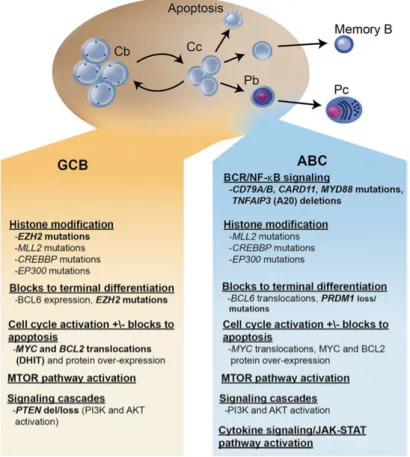 Figure 2. Key oncogenic pathways in DLBCL. Figure adapted from Sehn et al,  Blood 2015 [39] with permission