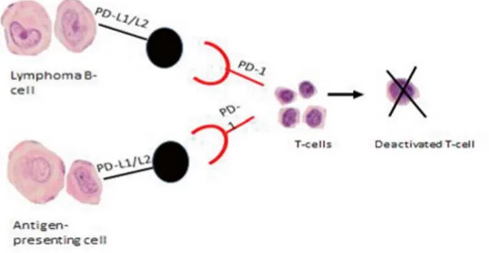 Figure 4. The activated T-cells are deactivated via the PD-1 pathway by interaction  of PD-1 with its ligands PD-L1/ PD-L2 on antigen presenting cells (APC) and  lym-phoma B-cells in DLBCL