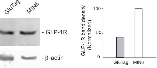 Figure 4: Left) Western blot of GLP-1R express in GLUTag cells and Min6 cells (The same  amount of protein was loaded to each well 20 µg per lane)