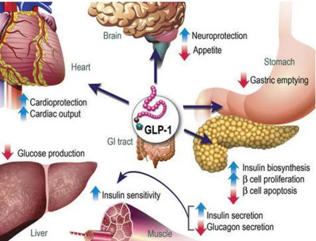 Figure 1: GLP-1 actions in deferent (peripheral) tissues. The majority of the effects of GLP-1  are mediated by direct interaction with GLP-1Rs on specific tissues