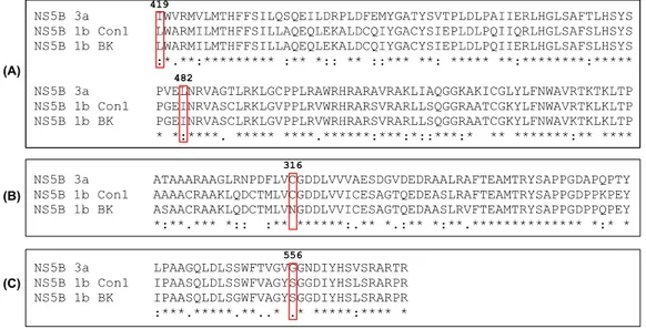 Figure 8. Alignment of sequences for the allosteric sites of NS5B from genotypes 1b with the  corresponding sites in NS5B 3a