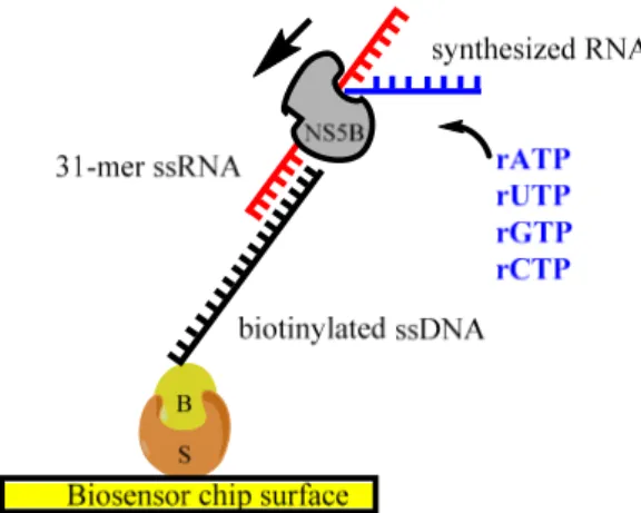 Figure 2. Illustration of the polymerase assay set-up on the biosensor chip using DNA/RNA hybrid  template