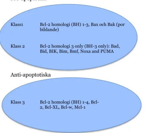 Figur  2.  Figuren  visar  de  tre  olika  klasserna  av  Bcl-2  familj  proteinet,  BH3  only  proteinerna  (Bid,  Bad,  BIK,  Bim,  Bmf,  Noxa  och  PUMA)  som  samarbetar  med  de  antiapoptotiska  Bcl-2  familj  proteinerna  (Bcl-2,  Bcl-XL,  Bcl-w,  M