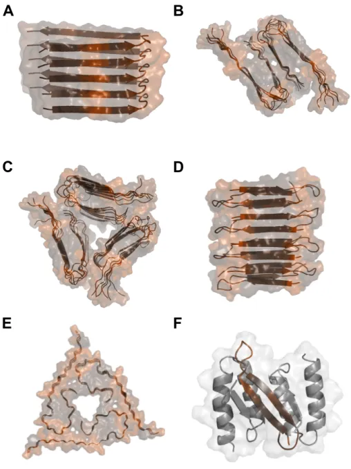 Figure 2.2: Structural states of A b in fibrils and in complex with an Affibody protein - (A) Fibril of Ab 42 that contains two parallel b-sheets in residues 18–26 and 31–42 (pdb code 2BEG) [107]