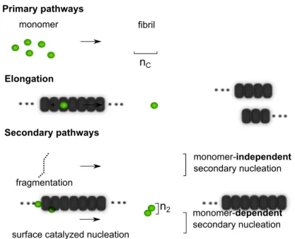 Figure 4.2: Nucleation reactions - Aggregation can be described as a polymer- polymer-ization process that involves primary and secondary nucleation reactions