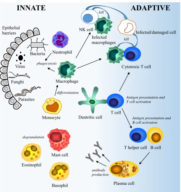Figure 1. A brief overview of the innate and the adaptive immune system.
