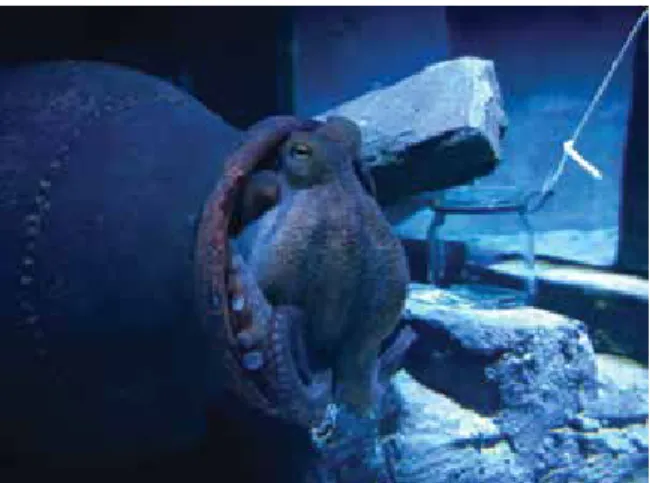 FIGURE 1. Octopus pot attached to a long rope and dropped to  the bottom of the sea for the octopuses to accommodate  them-selves in