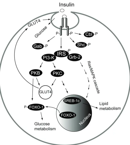 Figure 1. Insulin signaling pathways. Binding of insulin to its receptor in  caveolae initiates protein phosphorylation (-P)  cascades, which affect glucose  and lipid metabolism