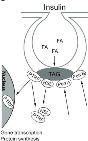 Figure 7.  Hormonal control of triacylglycerol metabolism. A). Isoproterenol  stimulates lipolysis of triacylglycerol (TAG) to fatty acids (FA) in caveolae and  perilipin B (Peri B) is translocated from caveolae