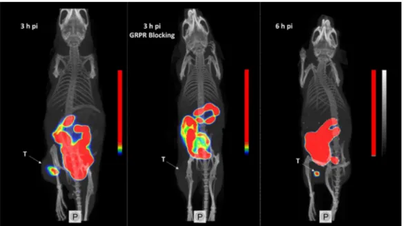 Figure 7. The dot plot representing the in vivo GRPR targeting specificity for [ 99m Tc]Tc-maSSS- Tc]Tc-maSSS-PEG 2 -RM26 on BALB/C nu/nu mice bearing PC-3 xenografts at 30 min pi