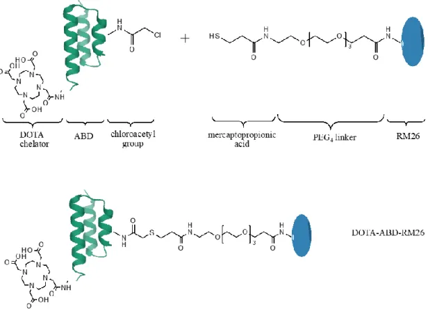 Figure 1. Schematic protocol for production of the DOTA-ABD-RM26 conjugate. 