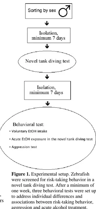 Figure 1. Experimental setup. Zebrafish  were screened for risk-taking behavior in a  novel tank diving test