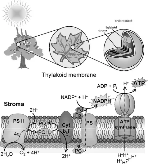 Figure 3.1. Schematic picture of the chloroplast and thylakoid membrane, showing the four protein complexes involved in the photosynthetic light reactions: PS II, the Cyt b 6 f complex, PS I and ATP synthase