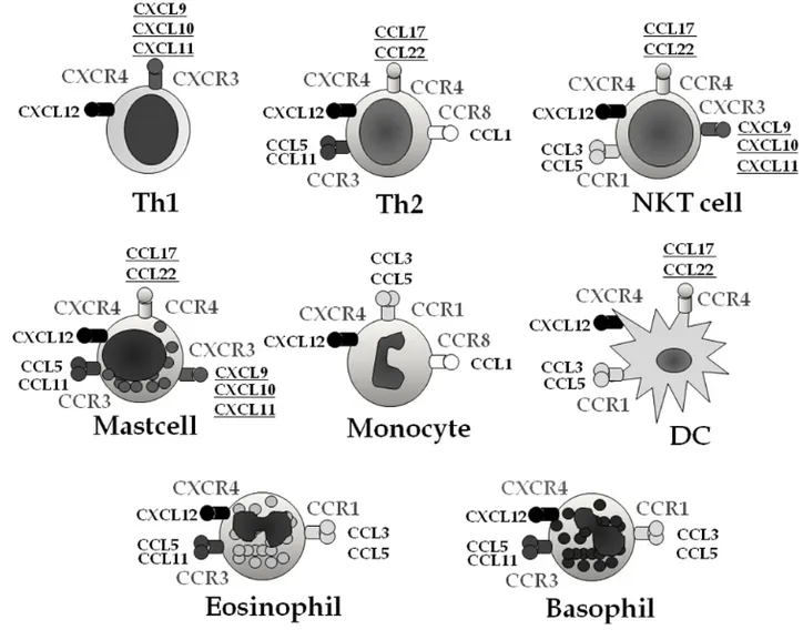 Figure 2. The chemokine receptor repertoires of leukocytes and their ligands, 