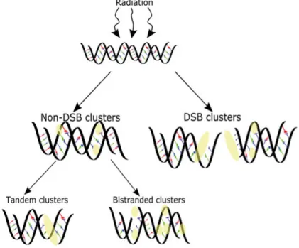 Figure 2. Clustered DNA damage sites can be separated in non-DSB cluster damage  sites and DSB containing cluster sites