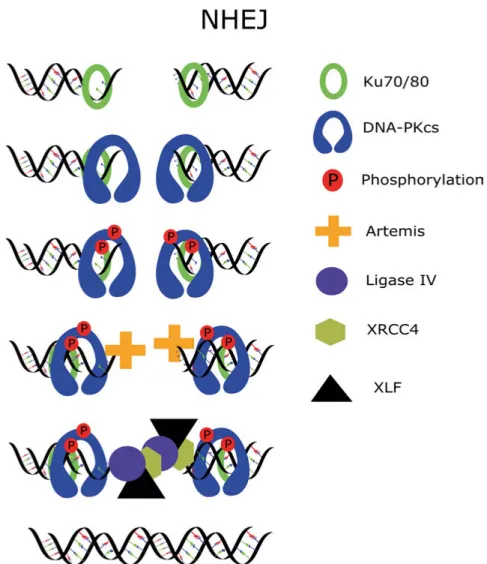 Figure 4. Simplistic representation of DSB repair via NHEJ. The repair process is  initiated by KU70/80 binding which rotates inwards on DNA strand and facilitates  binding of DNA-PKcs which then autophosphorylates