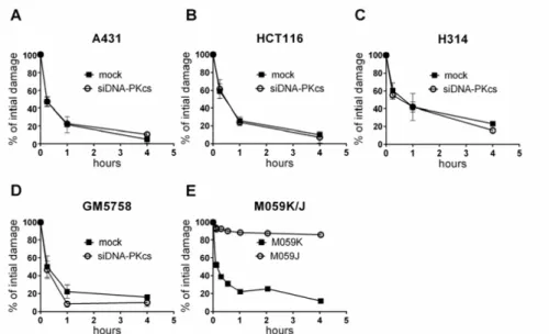 Figure 8. Reduction of DNA-PKcs does not change DSB repair kinetics. Comparison of DSB repair of DNA-PKcs siRNA treated (A) A431, (B) HCT116, (C) H314, (D) GM5758 cells and DNA-PKcs deficient (E) M059J cells