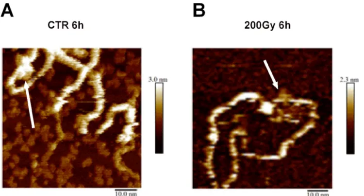 Fig 6. Heat-induced changes in local DNA structures. pBR322 plasmid DNA was irradiated at 0 Gy (A) or 200 Gy (B) at room temperature and heated for 6 hours at 50˚C; the plasmid showed structural changes in DNA configuration