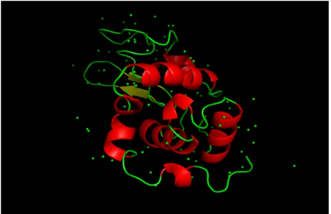 Figure 3: 1AKI crystal structure of Lysozyme viewed with pymol. Green spheres are the  