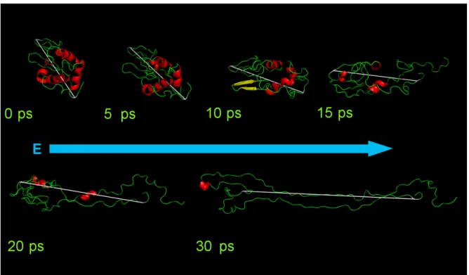 Figure 4: The unfolding of Lysozyme at a field strength of 3 V/nm. The images were taken 0,   5, 10, 15, 20 and 30 ps into the simulation