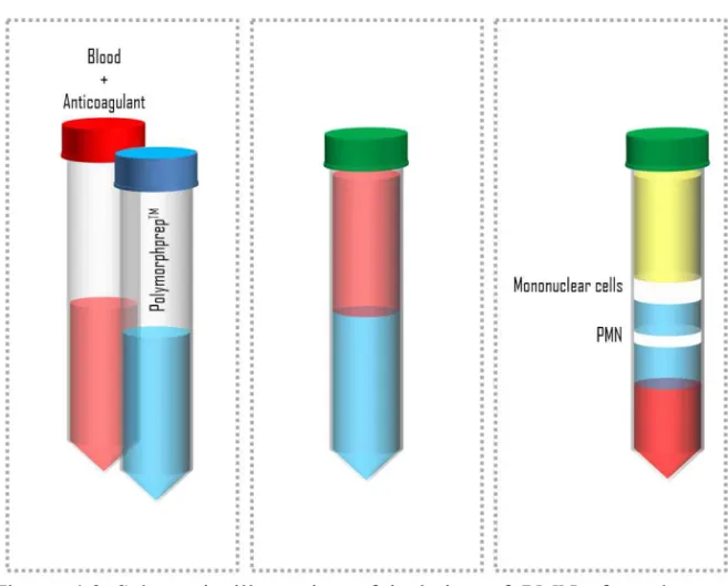 Figure  4.2  Schematic  illustration  of  isolation  of  PMNs  from  human  blood following the protocol employed in this work