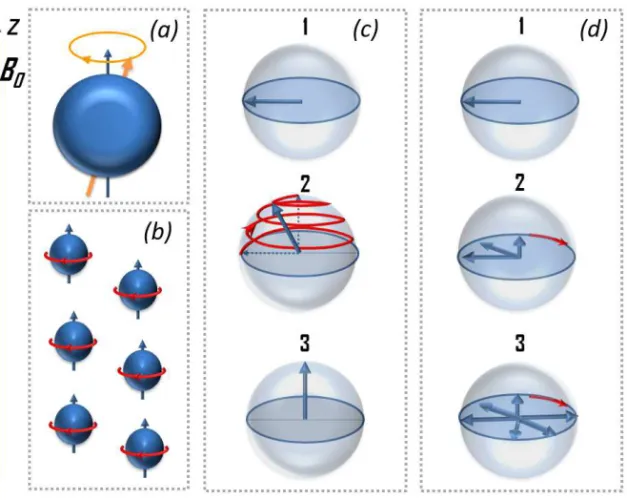 Figure 5.1 Basic idea of NMR experiment. (a) Magnetic moments (nu- (nu-clear spins) precess about axis of the external static magnetic field B 0 