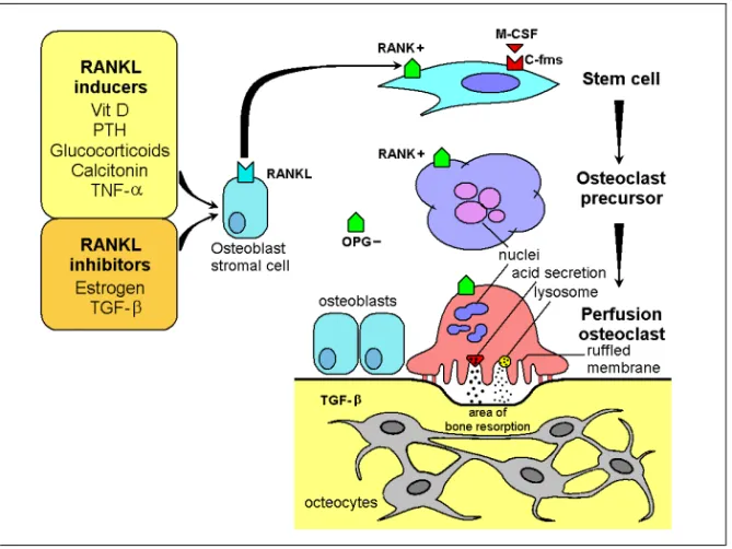 Figure 1. Differentiation and activation of osteoclasts. M-CSF and RANKL  are  essential  for  osteoclastogenesis