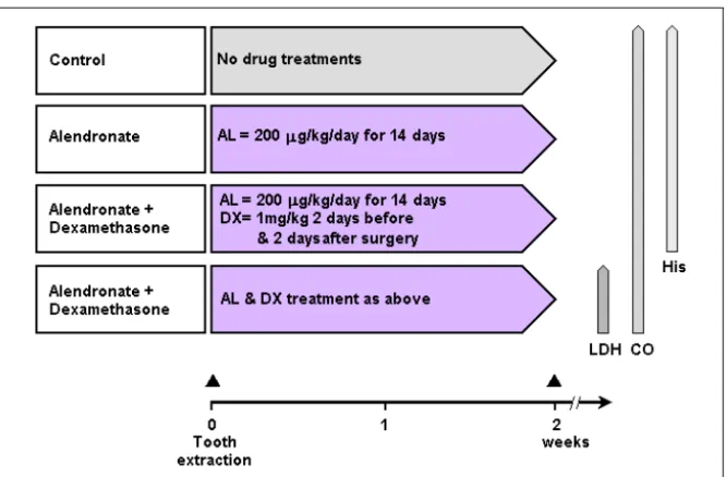 Figure  6.  Summary  of  experimental  study  III  (AL:  Alendronate;  DX: 