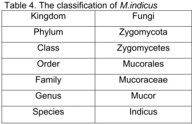 Table 4. The classification of M.indicus 